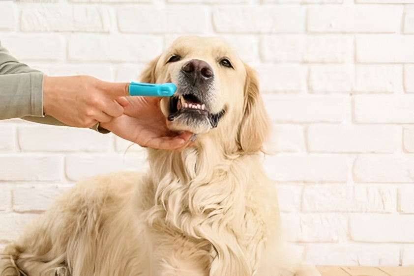 Keeping Your Furry Friend Fresh & healty