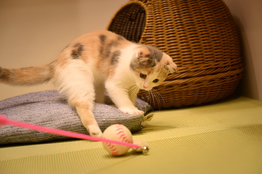 Fun Toy Keep Your Pets Engaged