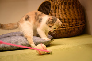 Fun Toy Keep Your Pets Engaged
